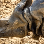 Стратегический анализ слот игры Great Rhino и управление банкроллом