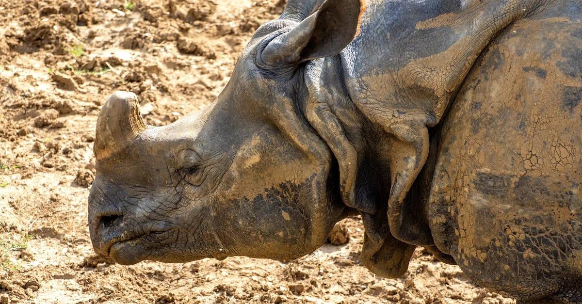 Стратегический анализ слот игры Great Rhino и управление банкроллом