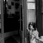 The Dog House слот анализ волатильности и инвестиционного потенциала